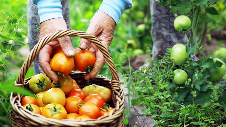 Person harvesting red tomatoes