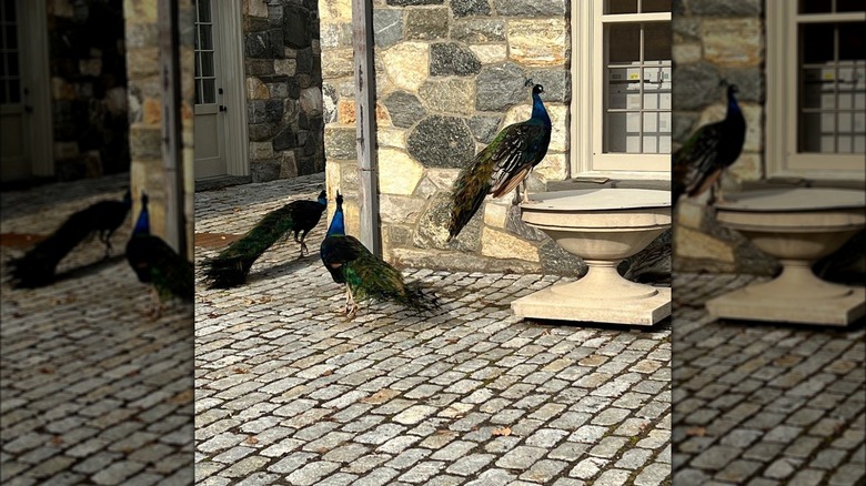 Martha Stewart's peacocks at home