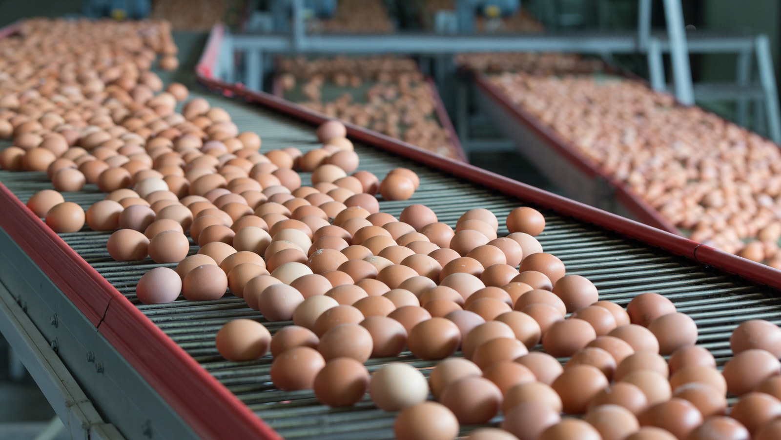 Why Massachusetts Might Soon Experience An Egg Shortage