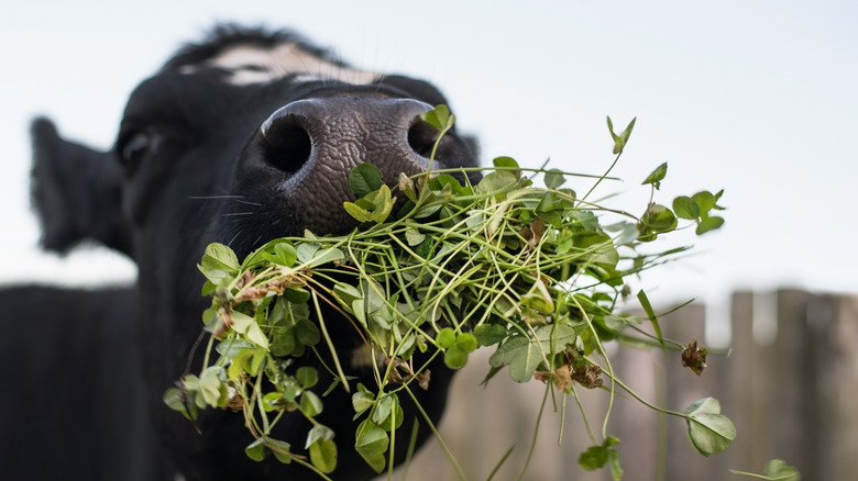 Cow noshing on grass