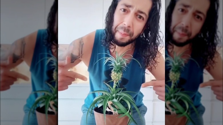 TikToker growing pineapple at home