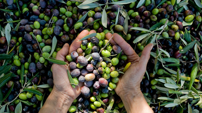 cupped hands holding olives