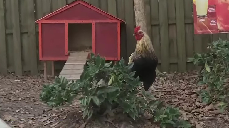 Rocco the Rooster by his coop