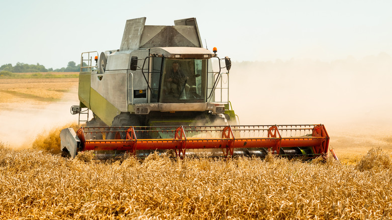 Combine harvester gathering wheat