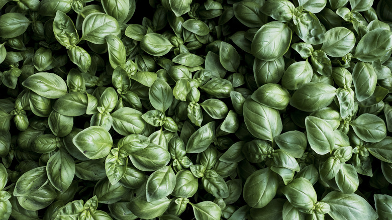 growing fresh basil