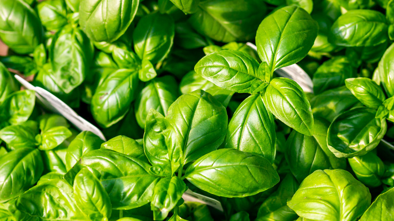 fresh green basil leaves with white tags