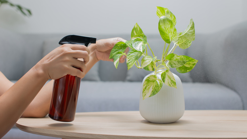 Spraying plant leaves