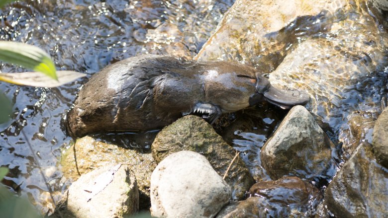 platypus