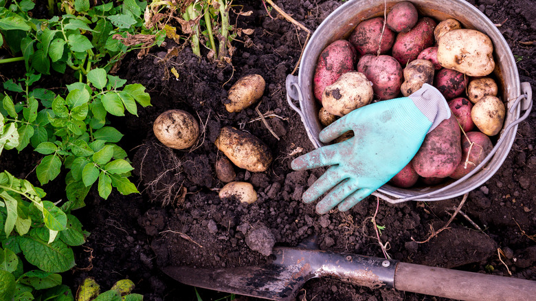 metal bucket potatoes and spade