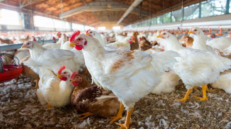 Hundreds of chickens on a farm