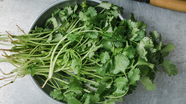 fresh cilantro in bowl