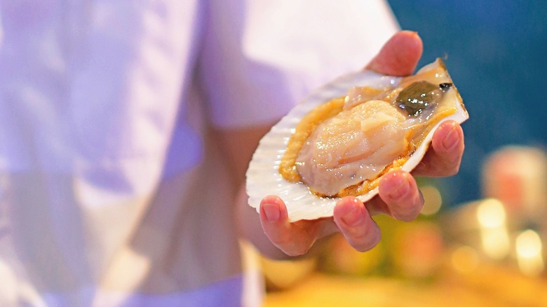 fresh scallop in shell