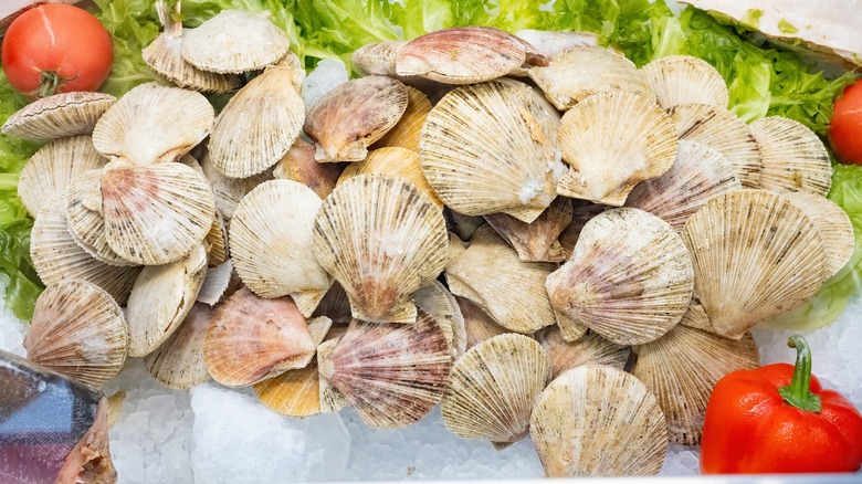 sea scallops at fishmonger