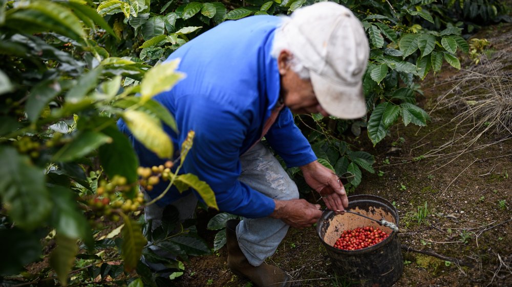 picker at coffee farm