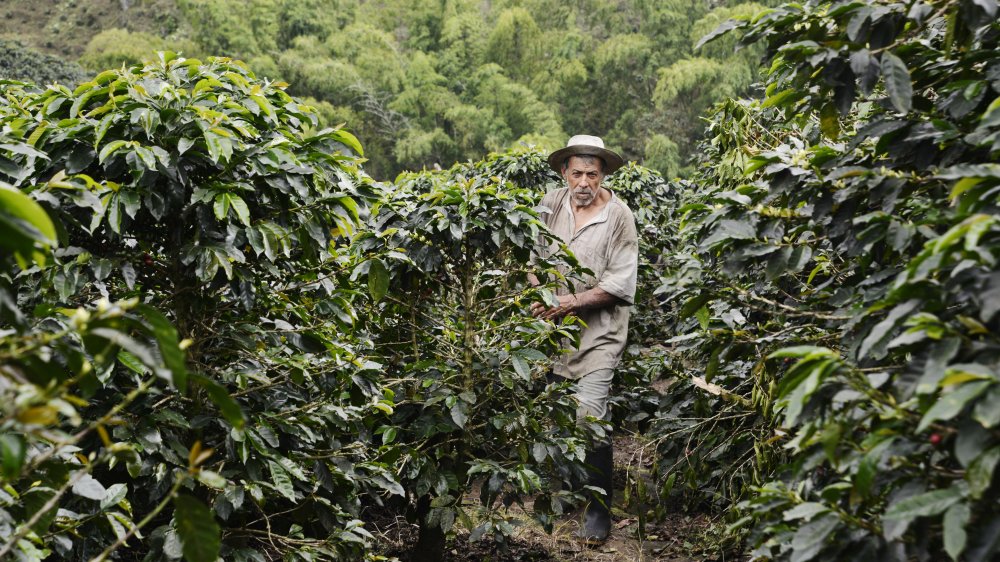 picker at coffee farm