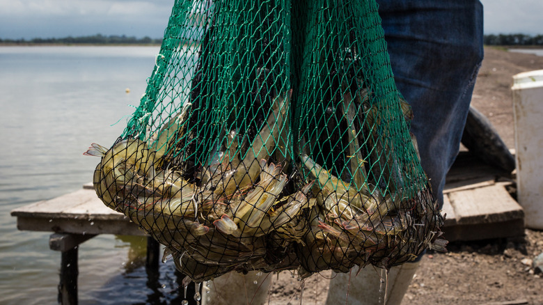 Freshly caught shrimp in net