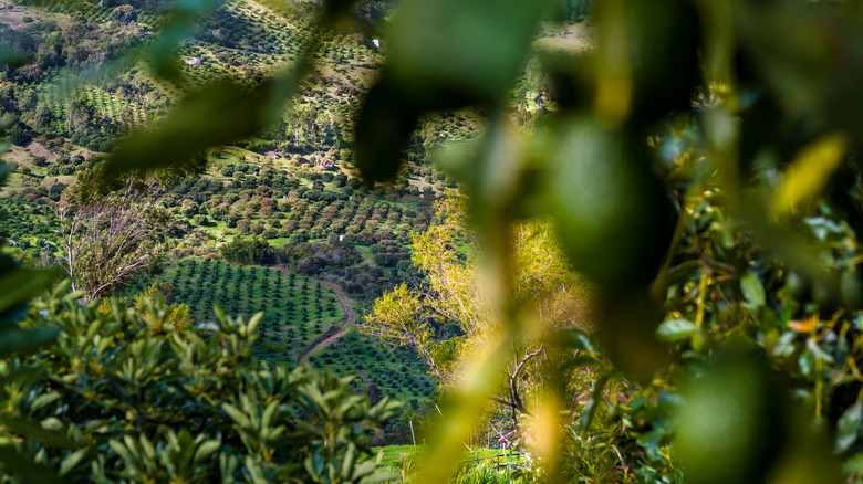 Bird's eye view avocado plantation