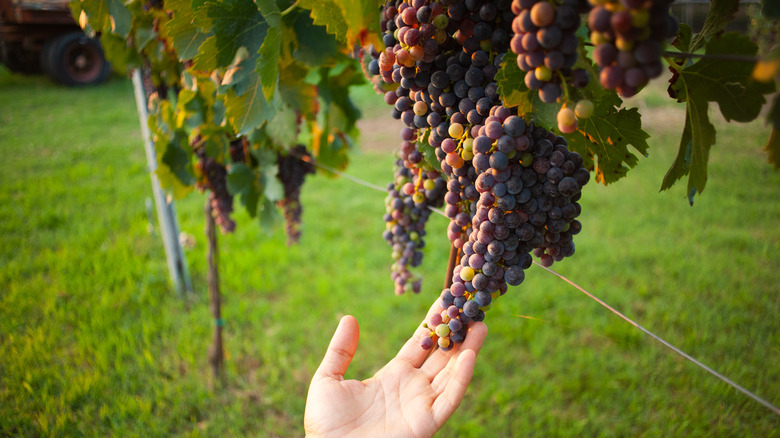 hand reaching for grapes