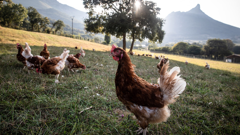 Free-range chickens on the farm