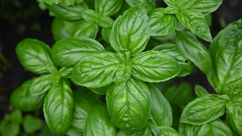 fresh basil