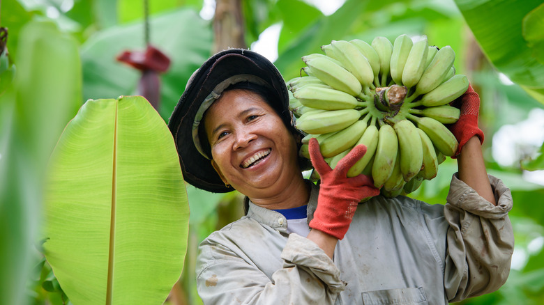 Woman harvesting bananas