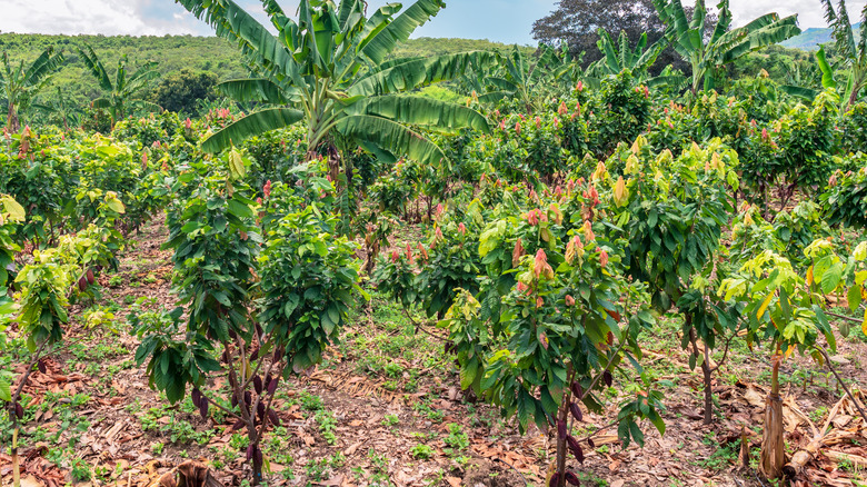 cacao farm