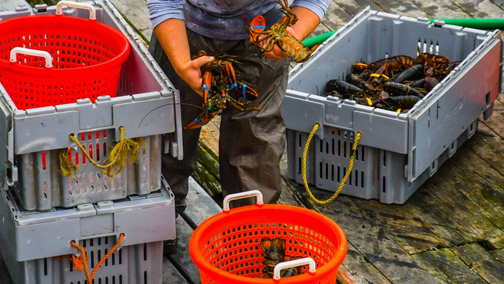 Lobster fisherman with catch