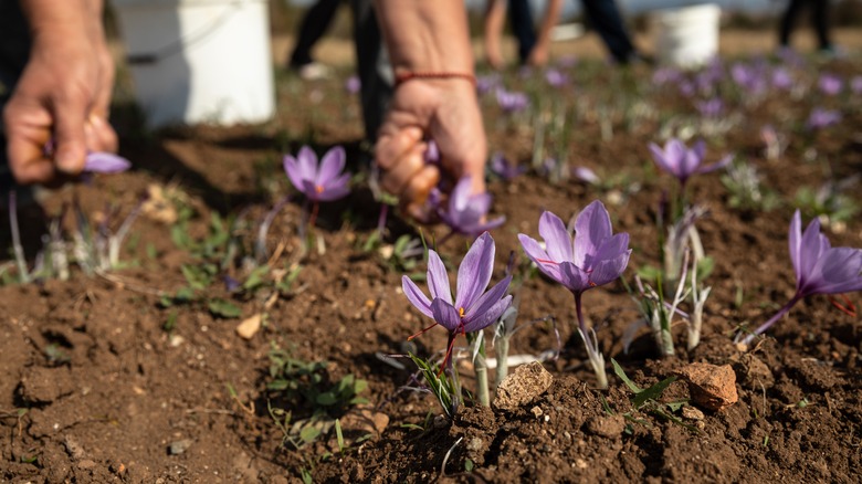 person picking saffron flowers