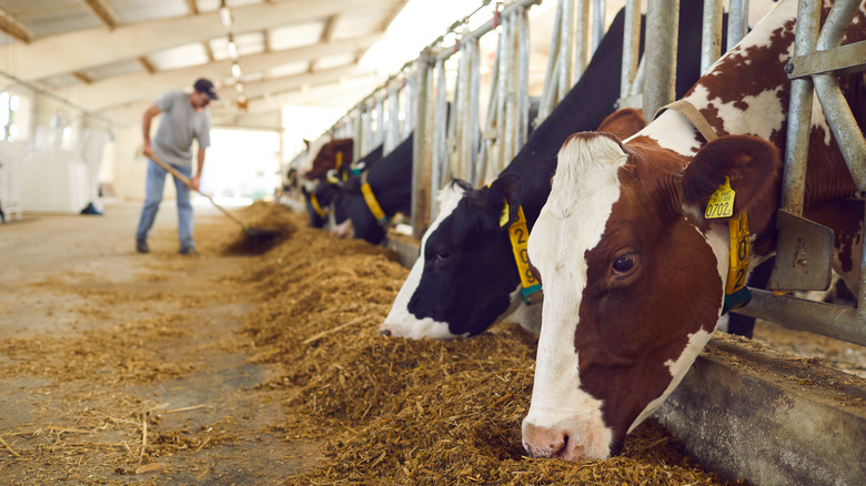 Dairy cows eating brown fodder