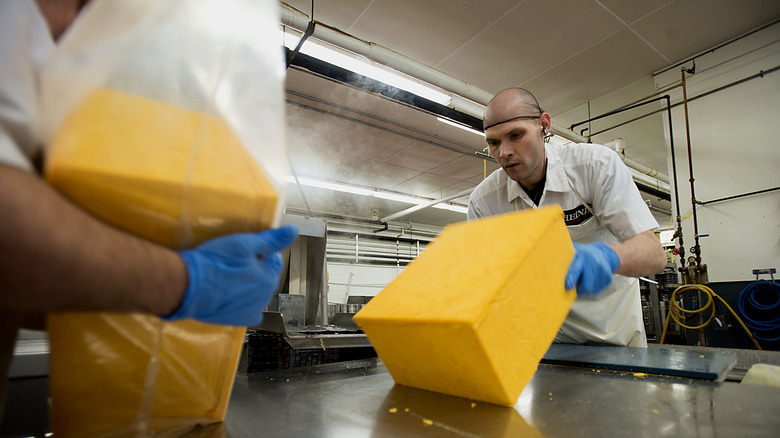 Workers with blocks of processed cheese