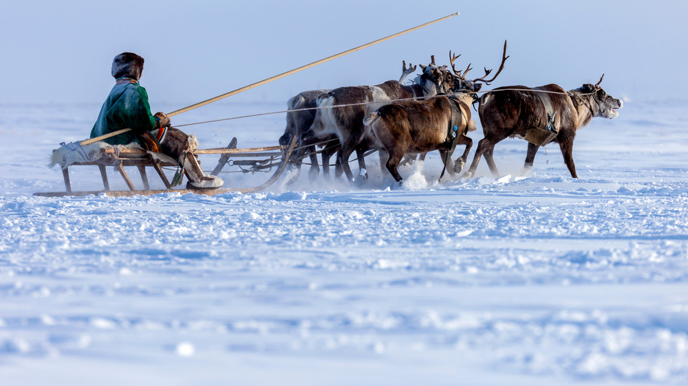 A youngster with reindeer calfs 