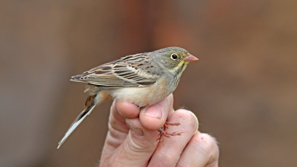 Ortolan Bunting on a hand