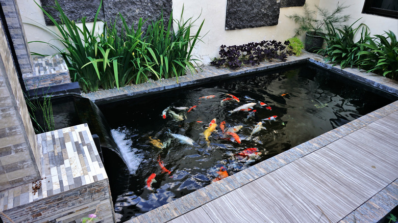 Healthy koi pond