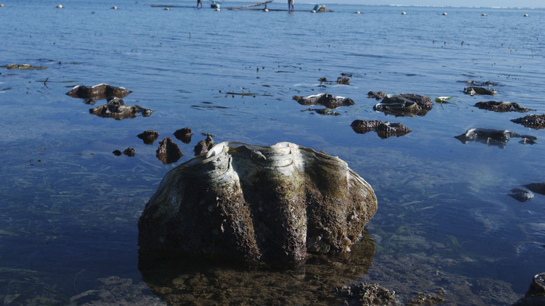 Giant clam sticking out the water