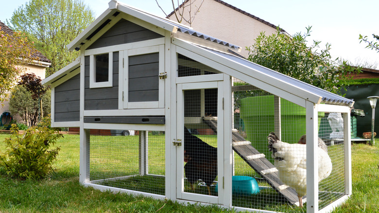 Chicken coop in a residential neighborhood 