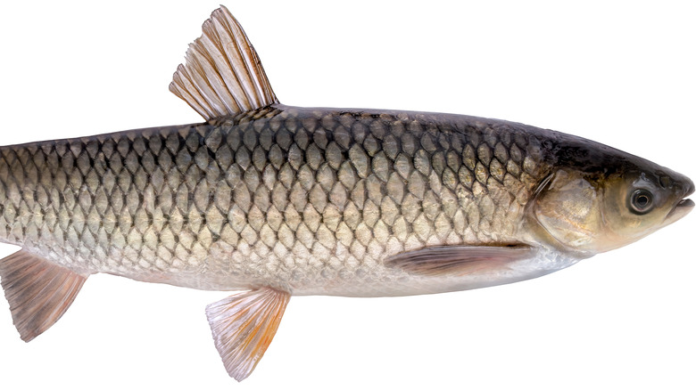 Asian or Grass Carp