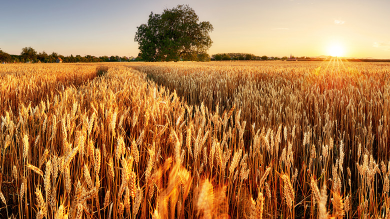 Closeup of wheat field