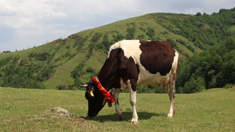 Grazing cow in meadow