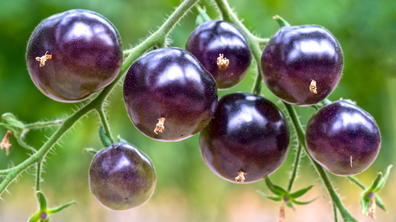 Purple tomatoes on a vine