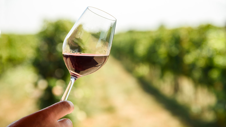 Red wine in a glass at a vineyard