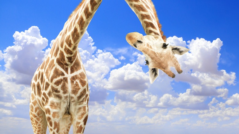 A giraffe looking into the lens upside down