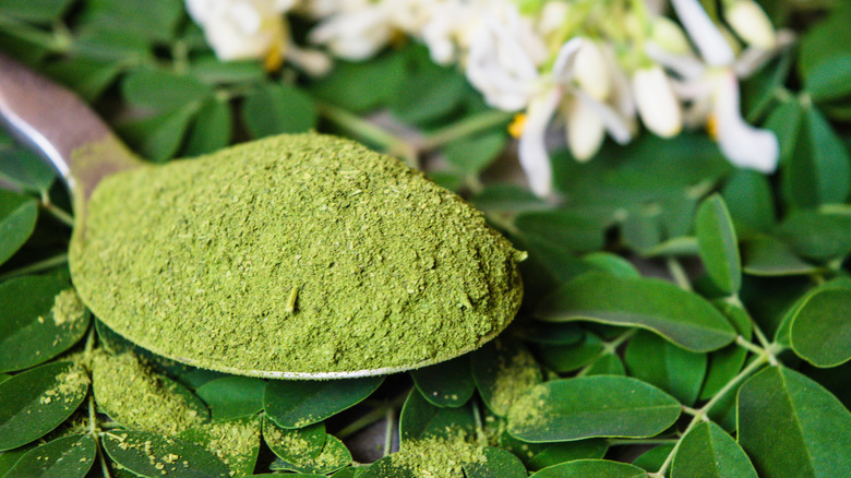 Spoonful of green moringa powder