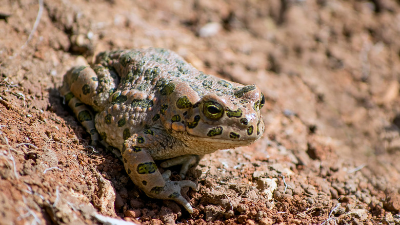 Anatolian water frog sitting in dirt