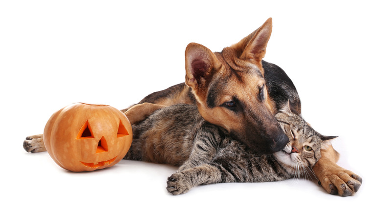 Pets and pumpkin