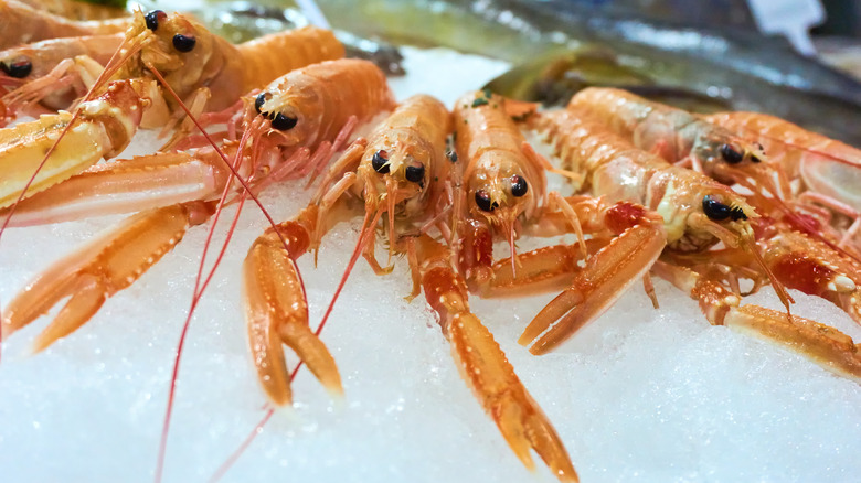 langostino, norway lobster