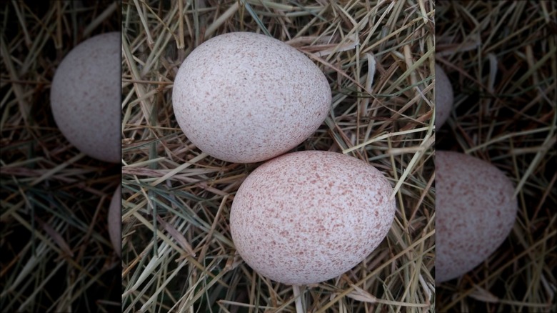 cooking turkey egg