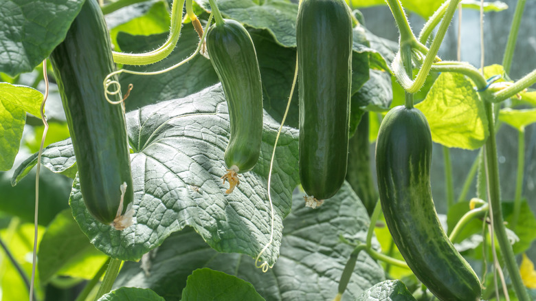 Zucchini plants on the vine