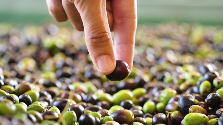 Fingers holding black olive 