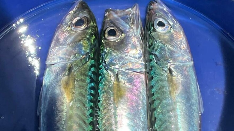 Three mackerel on a plate