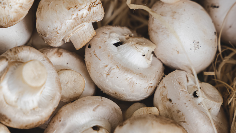 Loose edible white mushrooms